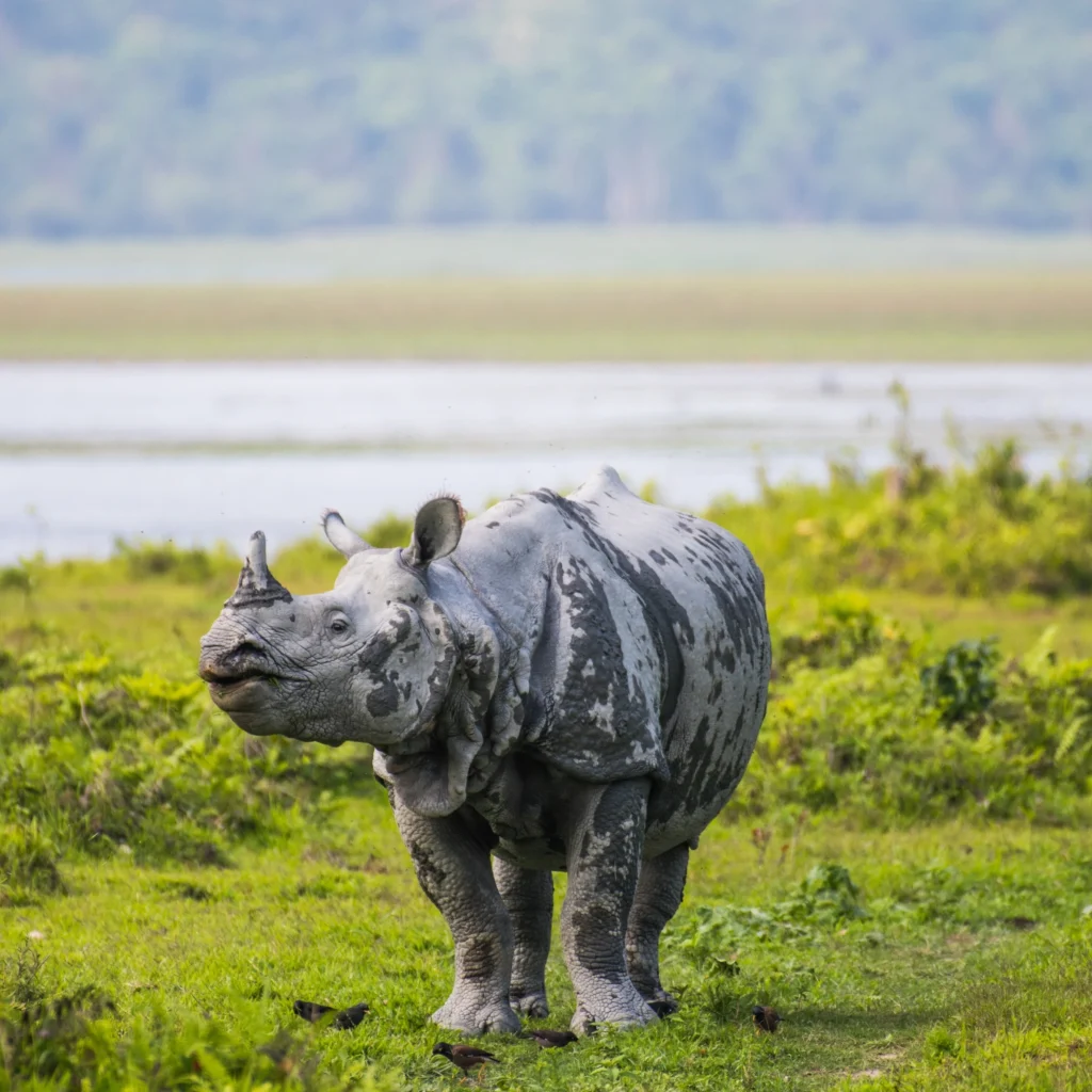 Assam-Meghalaya tour package